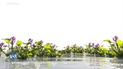 Haramaan ‘Boccee”  Jedhamu Haroowwan Danbalii fi Qooqaa Aguugee Qonnaan-bultoota Qurxummii Baafachuun Jiraatan Rakkoof Saaxiluun Himame