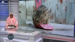 Matashi a Somaliya da ya rungumi daukan dawainiyar kula da karnuka da maguna dake gararamba a unguwa ba tare da mai su ba a birnin Mogadishu