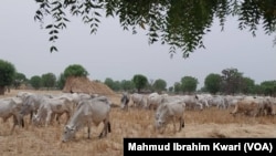 Shanun Manoma A Najeriya 