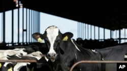 ແຟ້ມພາບ - ພາບຖ່າຍຂອງພວກງົວນົມ ຢູ່ຟາມງົວແຫ່ງນຶ່ງໃນລັດ ຄາລີຟໍເນຍ, ວັນທີ 23 ພະຈິກ 2016. ອົງການອາຫານແລະຢາ ສະຫະລັດ ໄດ້ກ່າວໃນວັນທີ 23 ເມສາ 2024, ວ່າ ຕົວຢ່າງຂອງນົມງົວທີ່ປຸງແຕ່ງແລ້ວ ໄດ້ກວດພົບເປັນບວກສຳລັບໄວຣັສໄຂ້ຫວັດນົກ ທີ່ໄດ້ຕິດແປດພວກງົວນົມ. 