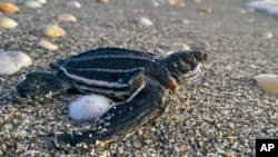 ລູກ​ເຕົ່າ​ທະ​ເລ​ກຳ​ລັງ​ມຸ່ງ​ໜ້າ​ໄປ​ສູ່​ມະ​ຫາ​ສະ​ໝຸດ ແອັດ​ແລນ​ຕິກ, ຫາດ​ຊາຍ ຈູ​ໂນ ລັດ ຟ​ລໍ​ຣິ​ດາ.