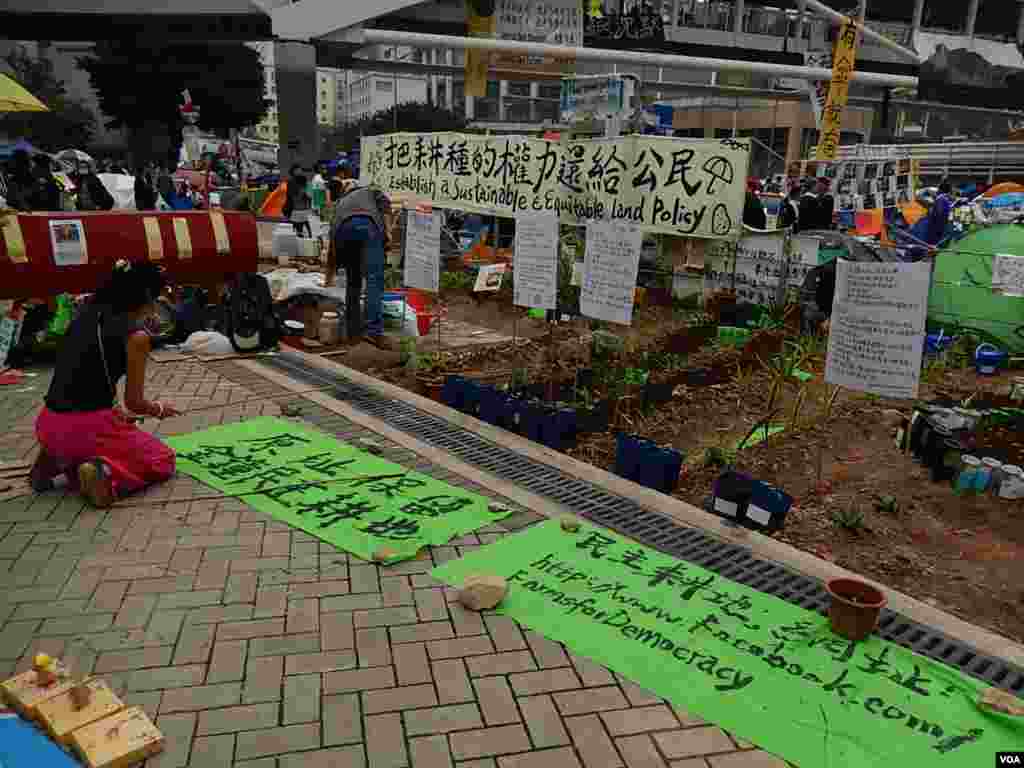 金钟占领区内的种植区