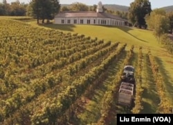 维州著名的巴伯斯维尔葡萄园