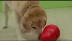 狗在睡觉时也学习