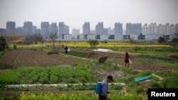 上海居民楼建筑工地附近的农田（2016年3月21日）