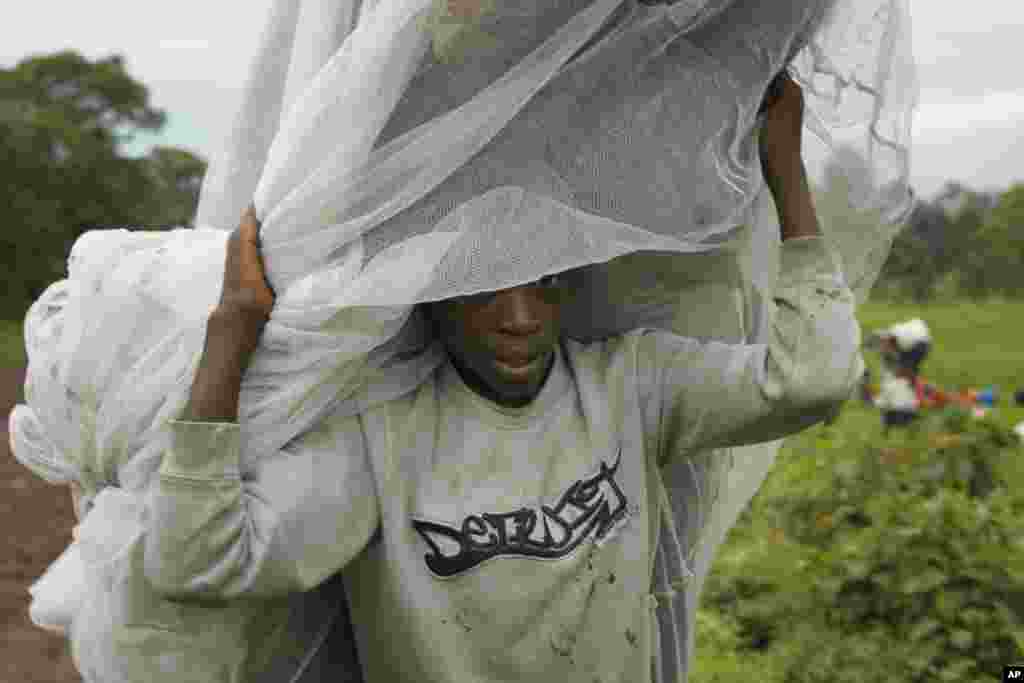 A Congolese boy walks towards Kibati, north of Goma, DRC, after being told to do so for his safety by M23 rebel fighters, November 27, 2012. 