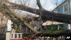 A tree collapsed and ripped up the sidewalk damaging a home in Sacramento, California, Jan. 8, 2023. 