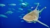 國際峰會批准保護鯊魚，有可能大力減少魚翅貿易
