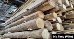 志记鎅木厂第二代传人希望政府给予两年宽限期，让他们处理厂内约1千吨木材 (美国之音/汤惠芸)
