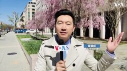 新冠防疫管制启动 华府樱花绽放无人潮