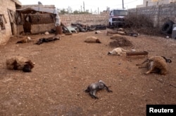 2013年3月23日，在叙利亚北部的阿萨尔镇，地上满是动物的尸体，叙反对派说是被几天前政府军发起的化武攻击毒死的。