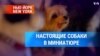 Настоящие собаки в миниатюре 