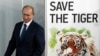 俄罗斯总统普京一直致力于老虎保护工作。图为2010年11月，时任俄罗斯总理的普京在俄罗斯圣彼得堡出席国际老虎论坛。在这次会议上，13个有野生老虎的国家签署了保护濒临灭绝的老虎宣言。