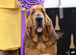 Бладхаунд Трампет