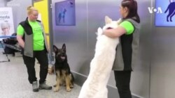 嗅探犬探測新冠病毒潛力可觀