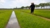 FILE - Farmers manage rice seedlings at the Namsa Co-op Farm of Rangnang District in Pyongyang, North Korea, on May 25, 2021. 