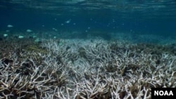 Akkuma laftilleen jiraachuuf baddaa feetu bineesnii garballeen jiraachuuf Koralsi argachu fedha