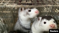 丹麦一个水貂农场养殖的水貂（2020年11月5日）