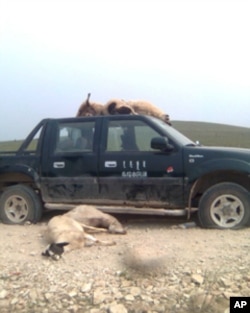 30多只羊被撞死，80只撞伤