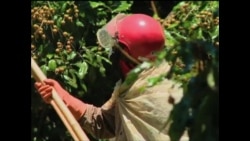 泰国农产品安全令人担忧