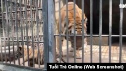 Hổ bị nhốt trong chuồng tại Sở thú Vườn Xoài ở tỉnh Đồng Nai của Việt Nam. Tỉnh này mới tiêu hủy hàng chục con hổ và báo chết vì cúm gia cầm tại đây.