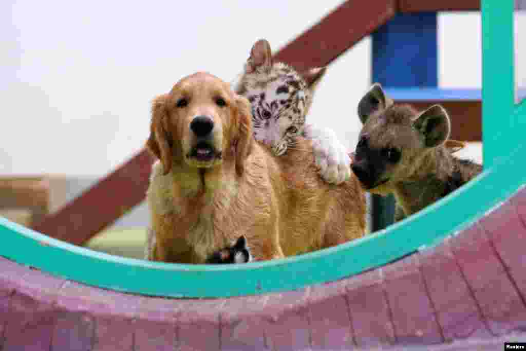 2018年8月30日，在北京郊区的野生动物园，一只被其母亲遗弃的两只月大的白虎，与一只金毛猎犬亲密相处，旁边是一只斑点鬣狗（spotted hyena）。