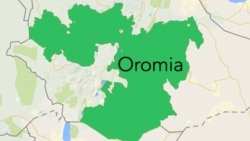 Ummatii aanaa Leeqaa Dullachaa fi Aanaa Halluu hirira bahee rakkoo himate Oromoo baqattellee horii guure