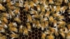FILE - Bees, which pollinate about one-third of the world's fruits and vegetables.