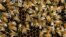 FILE - Bees, which pollinate about one-third of the world's fruits and vegetables.