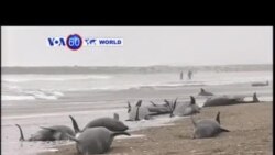 VOA國際60秒(粵語): 2015年4月10日