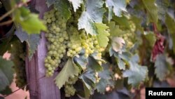 2012年8月24日法国西南部Chateau de Laubade葡萄园