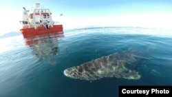 A Greenland Shark, one of the largest, also the oldest. (Credit: Julius Nielson)