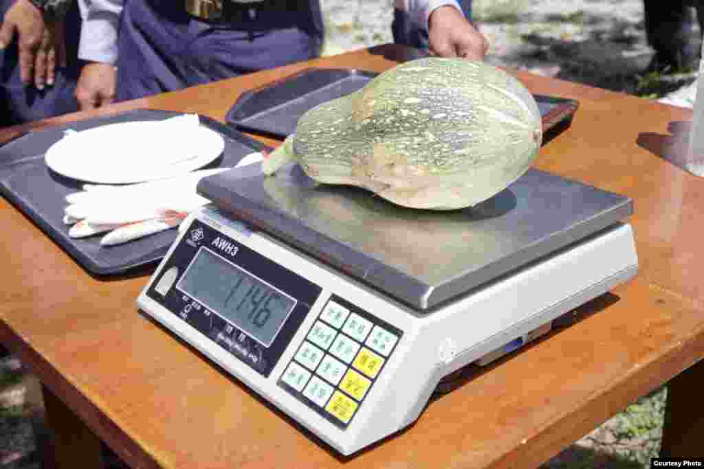 马总统亲摘太平岛蔬果（台湾总统府）