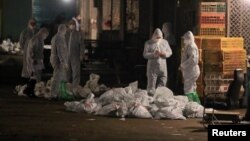 2013年4月中國衛生工作人員在上海一處農貿批發市場收集裝死雞的袋子。