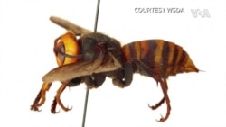 亚洲巨型大黄蜂在华盛顿州露面