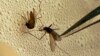 FILE - A mosquito is sorted according to species and gender before testing for virus at the Dallas County mosquito lab in Texas.