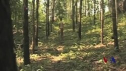 德国科学家欲以蒲公英作为未来轮胎原料