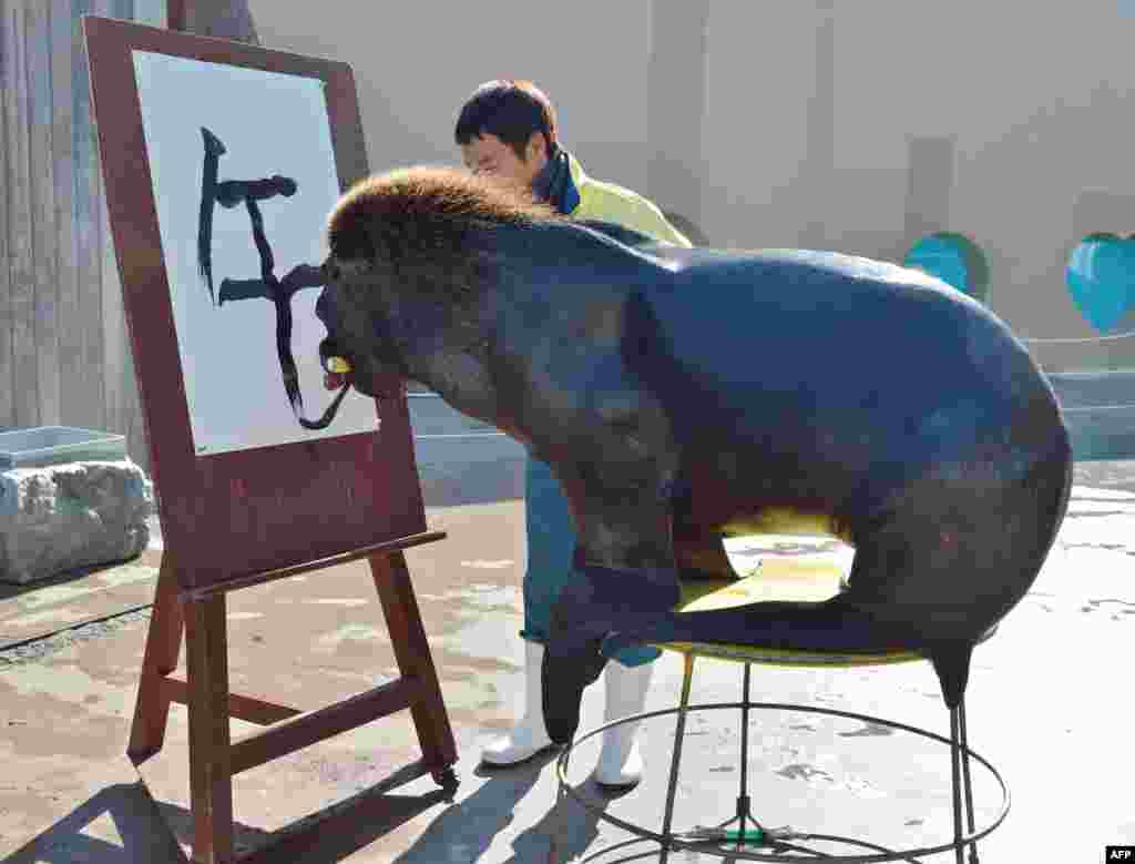 在东京郊区横滨的八景岛海洋天堂水族馆，一头名叫Jay的海狮写&ldquo;午&rdquo;字，迎接马年。（2013年12月31日）