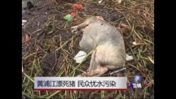 黄浦江漂浮死猪 民忧水质污染 