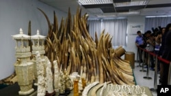 香港當局展示被沒收將要被銷毀的象牙製品 (資料圖片)