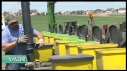 爱奥华豆农：种豆虽赔钱仍挺川普