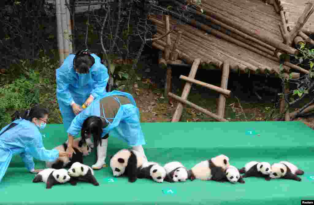中国四川省成都大熊猫研究基地展出2017年出生的熊猫（2017年9月29日）。