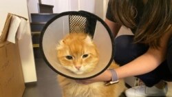 香港出現全球首宗狗隻低程度感染新冠病毒，更多主人替寵物戴上頭套預防感染。(美國之音湯惠芸)