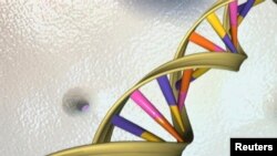 A DNA double helix is seen in an undated artist's illustration released by the National Human Genome Research Institute to Reuters on May 15, 2012. 