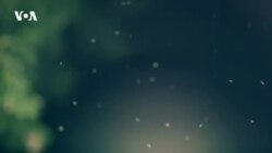 В США изобрели ткань, защищающую от комаров