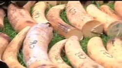 2014-02-12 美國之音視頻新聞: 美國禁止國內象牙買賣