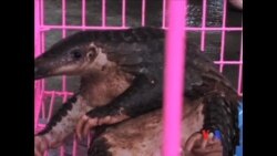 国际社会协同作战保护野生动物