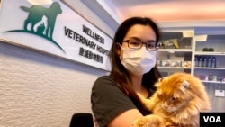 香港 獸醫陳綽姿表示，由寵物狗隻傳染新冠病毒給人類的機會極低，呼籲狗隻主人毋須恐慌。(美國之音湯惠芸) 