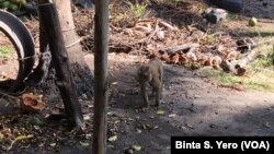 Yadda Biri Ke Girbin Kwakwa a Gonakin Thailand