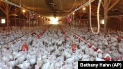 Gonar kaji irin ta zamani